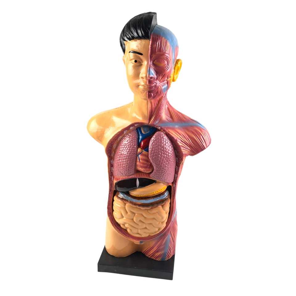 人体模型！部屋に飾ってオシャレになれ！ 人体模型！部屋に飾ってオシャレになれ！