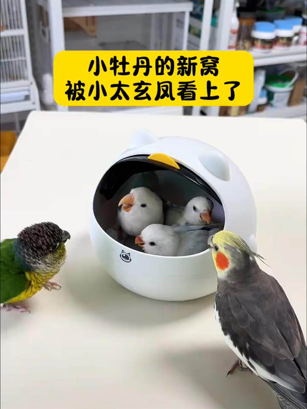 Гнездо 鸟窝鹦鹉窝夏季清凉透气新款窝实用舒适拍照神器可开合四季通透 No brand