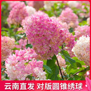 Yunnan Straight Hair Conical Hydrangea Lime Light Vanilla Strawberry Winter Cold-resistant and Drought-resistant Plant Flower Balcony Potted Plant