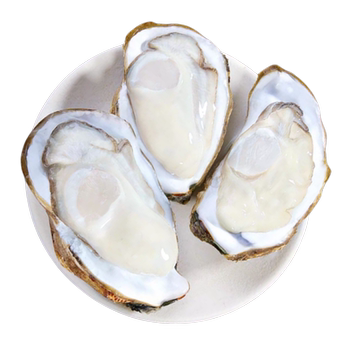 Fresh oysters 10 pounds extra large sf free shipping