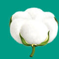 PPurrcootton全纯棉时代的LOGO
