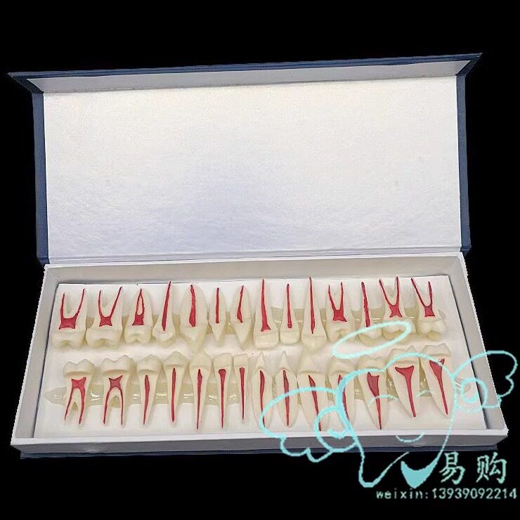 2倍牙体剖面展示模型 全口牙齿解剖教学 牙髓腔神经根管示范 包邮