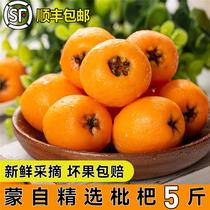 Yunnan Mengzi sweet loquat fresh fruit freshly picked fresh loquat super large fruit 3 5 catties fresh Pipa fruit whole box