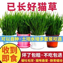 Cat grass has been long and good cat snacking catnip planting suit seeded Mao grass grain full range of supplies hydropony cat mint