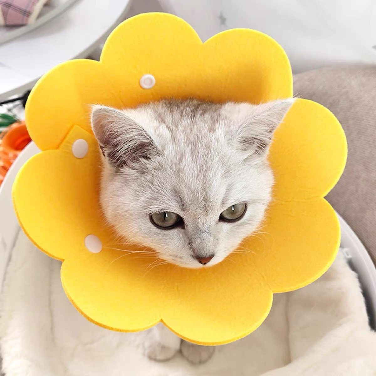 Kitty Elizabeth Circle kitty anti-licking soft ring dog collar ilisha white anti-licking head pet cover sterilization ring