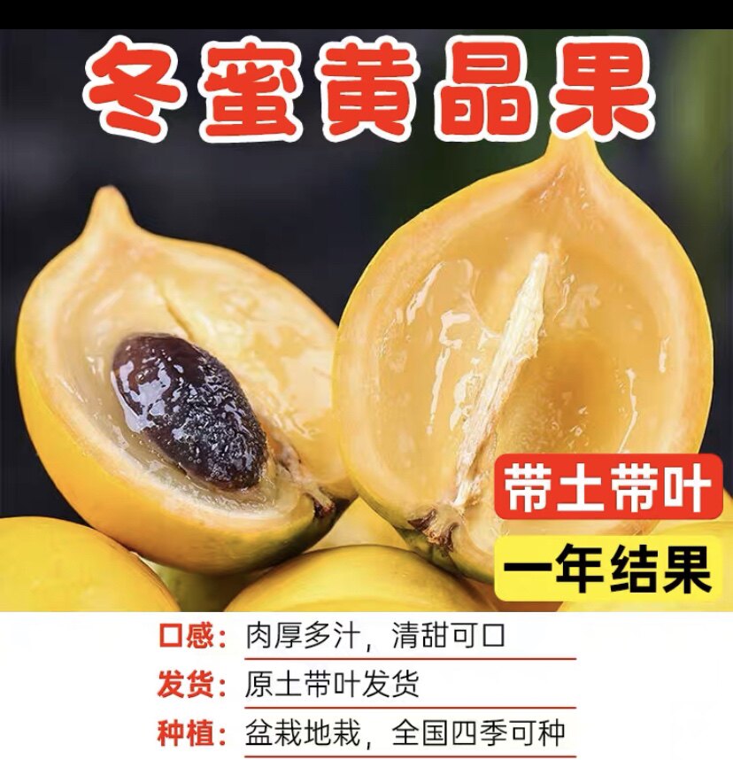 致诚果苗培育