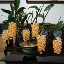 Yellow shell stone dendrobium dendrobium flower gold dendrobium potted Vietnamese Lao variety blooming into a string heat and easy to live