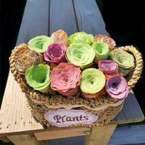 Mountain Cute Multimeat Rose Old Pile Series Rare Flower Rare Breed Indoor New Green Plant Good Raising New Hands