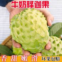 Yunnan milk custard apple seasonal fresh fruit origin straight pineapple custard apple custard apple Buddha head fruit
