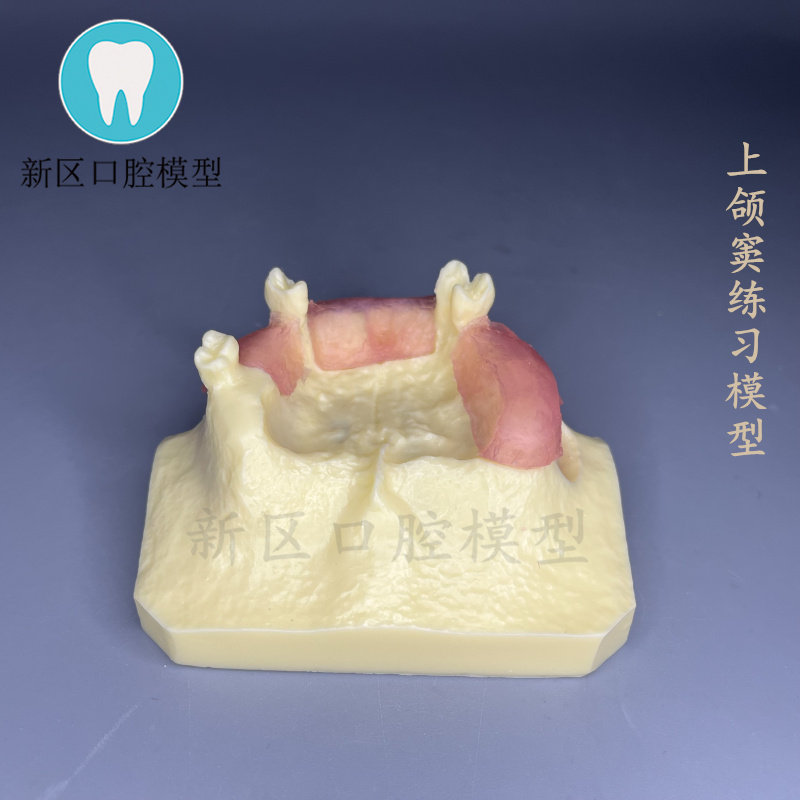 牙科口腔实习实操模型 上颌窦练习模型 种植练习  带牙龈2012