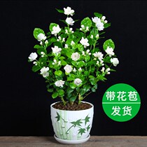Jasmine Flower Potted Balcony Blooming Flowers Plant All Season Strong Aroma Mosquito Repellent Green Plant To Purify Air Flowers