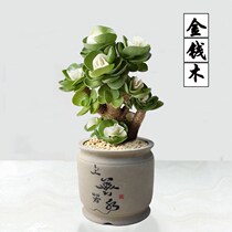 Money Wood Old Piles New Hand Good Breeding Multimeat Plant Money Tree Hair Tree Indoor Radiation Protection Green Plant Potted Plant