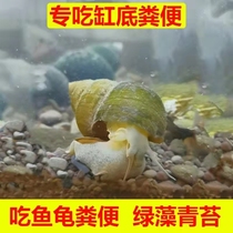 Aquarium eats fish tank feces snail new purification convenient care ornamental snail scavenger water quality cleaning algae