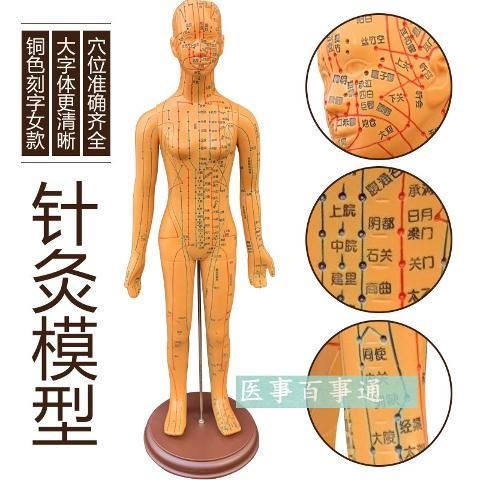 Human Meridian Acupoint Model Human Acupuncture Model Medical Teaching Mold Model (male 50cm female 48cm high)