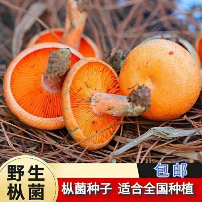 如何在家种植高产松树菌黄枞菌乌枞菌包?智能化菌种培育大揭秘-花卉林木种子-淘宝百科网