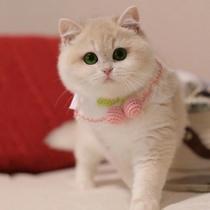 Gold gradient cat British short kitten purebred live cub silver blue gold gradient ny12 long hair milky white short-legged pet cat