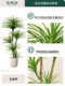 High-End Luxury Artificial Green Plant, Dragon Blood Tree, Indoor Living Room Large Artificial Plant Potted Floor-Standing Decoration