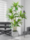 Simulated Green Plants, High-End Light Luxury Brazilian Wood, Large-Scale Simulated Plants, Indoor Living Room Floor-Standing Potted Plants, Decorative Ornaments