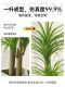 Simulated Green Plant Dracaena Indoor Living Room Tv Cabinet High-End Light Luxury Plant Floor-Standing Potted Plant Artificial Decoration