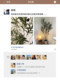 Simulated Green Olive Tree Indoor Living Room High-End Light Luxury Floor-Standing Potted Plant High-Quality Artificial Plant Decoration