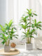 Simulated Green Plants, High-End Light Luxury Brazilian Wood, Large-Scale Simulated Plants, Indoor Living Room Floor-Standing Potted Plants, Decorative Ornaments