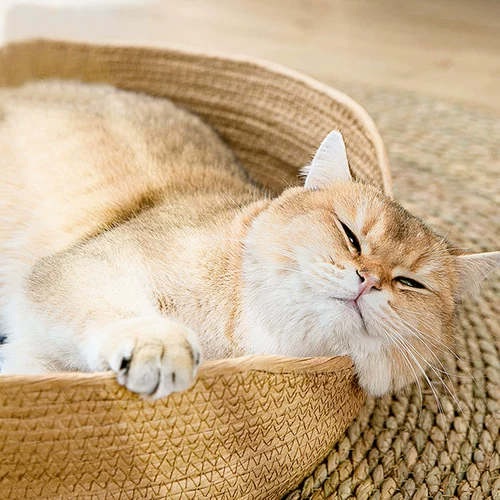 Rattan Catwim Four Seasons Универсальная трава Редактирование