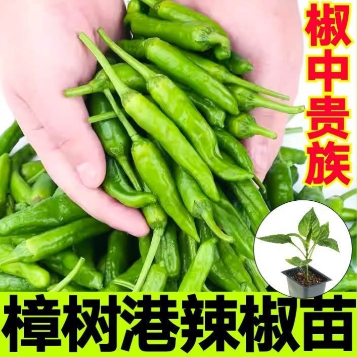 香辣樟树港辣椒，如何在家轻松种植？🌶️全面指南-食虫植物-淘宝好物网
