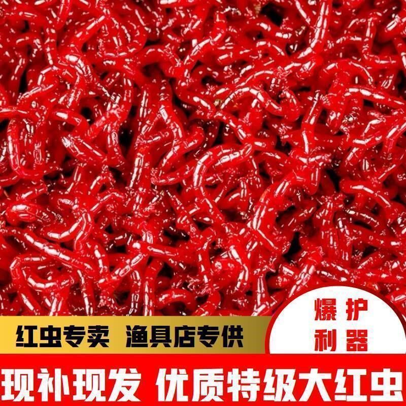 Live red worm live bait special large number red worm feeding bait for bait-bait carp wild fishing bait for fishing and earthworm bait 