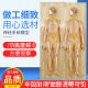 Human Nervous System Model, Brain and Nervous System Anatomy Model, Central Nervous System, Spinal Nerve, Median Nerve