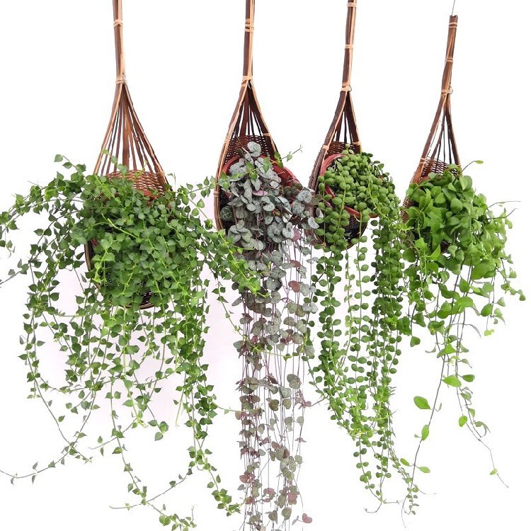 Chlorophytum million heart string money vine love vine brocade one inch heart hanging plant four seasons green hanging succulent woven hanging basket