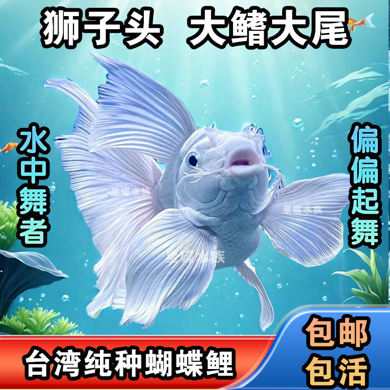 星蝶水族