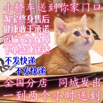 Kittens live animals orange cats cubs pastoral cats civet cats kittens black cats adoption cow cats calico cats mouse-catching cats