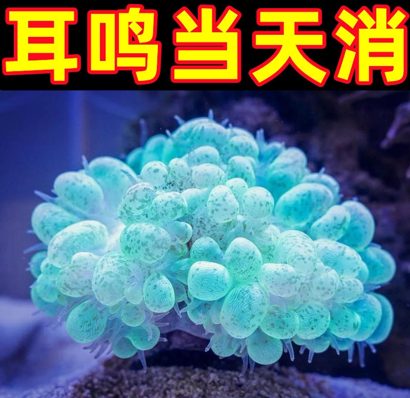 The ear doesn't feel right here) ear hearing poor hearing and not hearing the buzzing sound effects magical earthen Cream paste ZY 