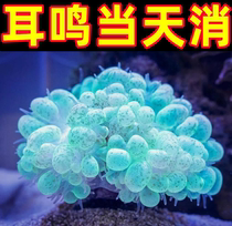 The ear doesnt feel right here) ear hearing poor hearing and not hearing the buzzing sound effects magical earthen Cream paste ZY