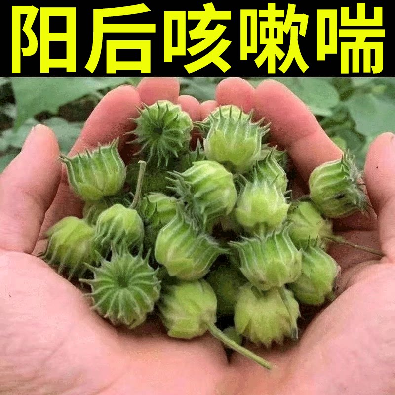 (can be broken root) cough and stick pediatric adult cough and wheezing and wheezing with cough and cough-relieving sputum paste 