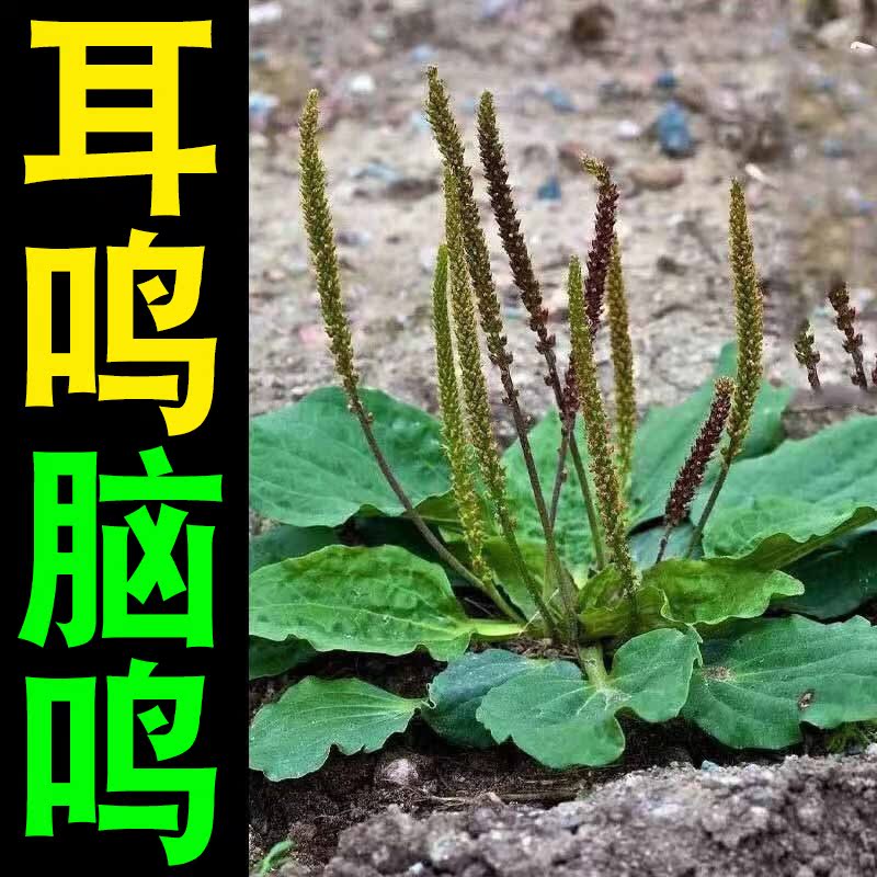 (Night Stop) Brain Tinnitus Sensorineural Ears Buzzing Head Buzzing Memory Drops Brain Tinnitus 