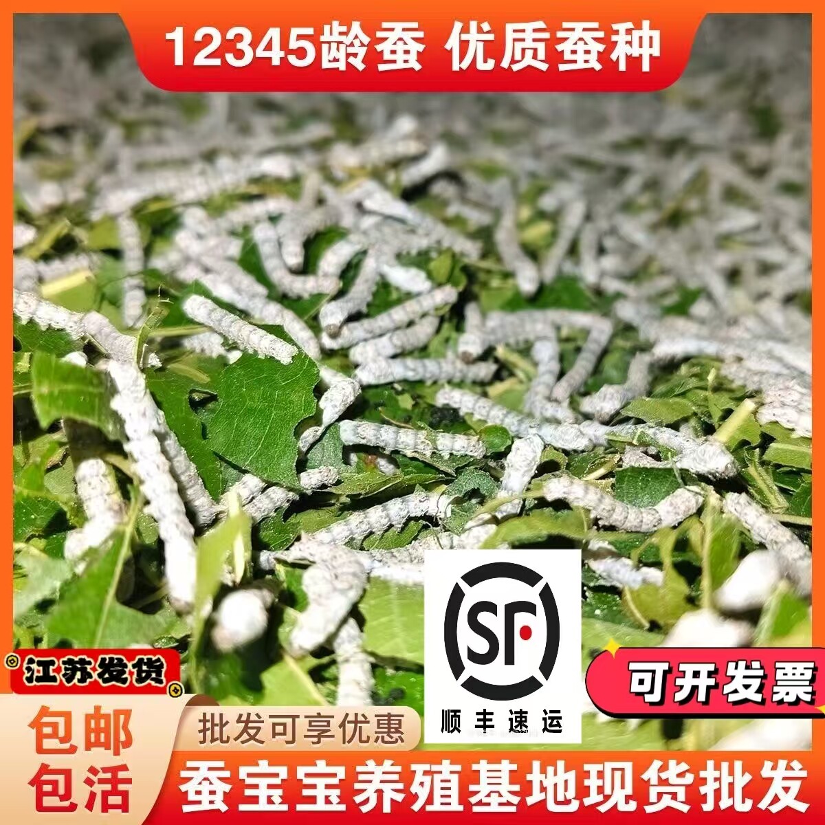 🌱 春季必囤!天然彩色活体幼蚕学生套装,老师的最爱 🌱-蚕宝宝-淘宝好物网
