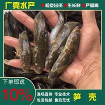 High-quality asparagus fry freshwater cultured fish Miao Cloud spotted with fish Miao Sha Tong Fish Fry Hybrid Shoots Shell