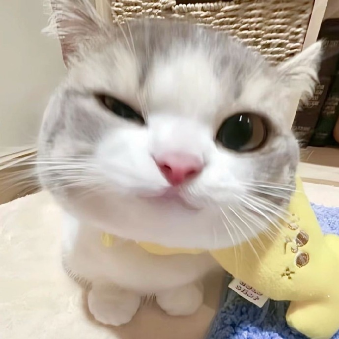 爱宠猫猫店