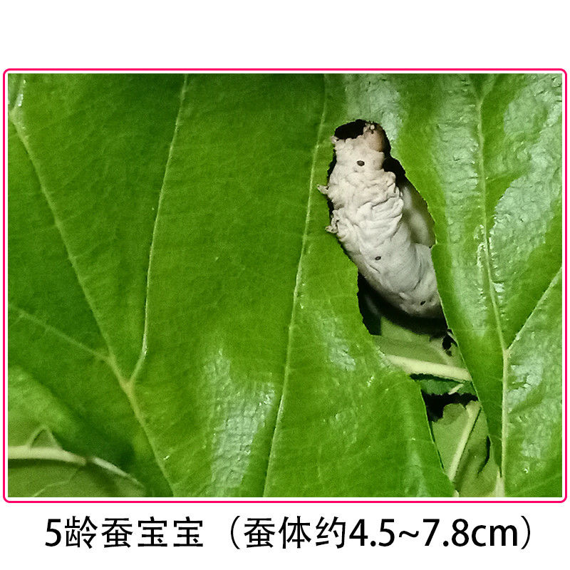 Wide silkworm baky animal student silkworm feeding suit li-T