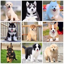 Purebred Pomeranian Bichon Golden Retriever Labrador Samoyed Shiba Inu Alaskan French Bulldog Corgi Border Collie Puppy Dog