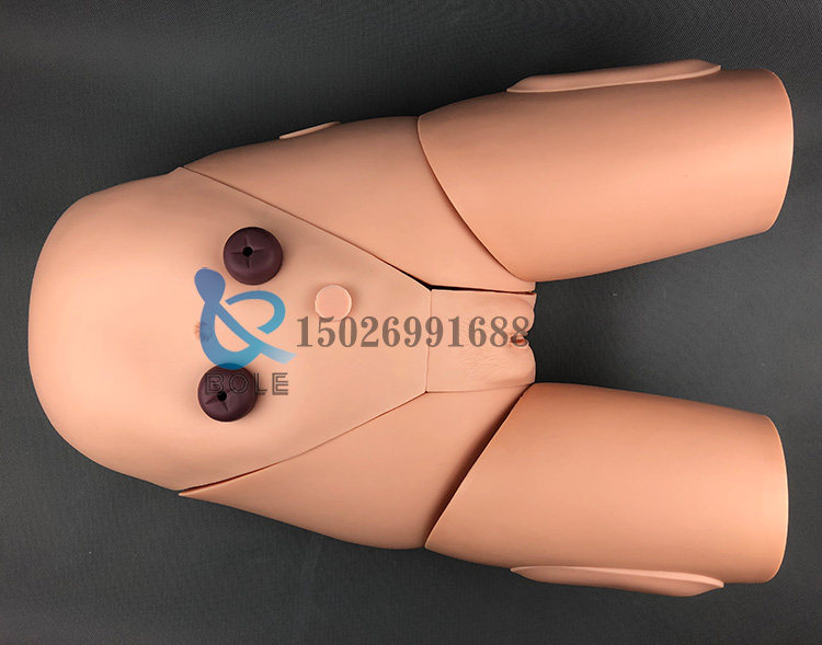 女性导尿模型生殖器官护理操作示教模具造瘘口护士导尿练习