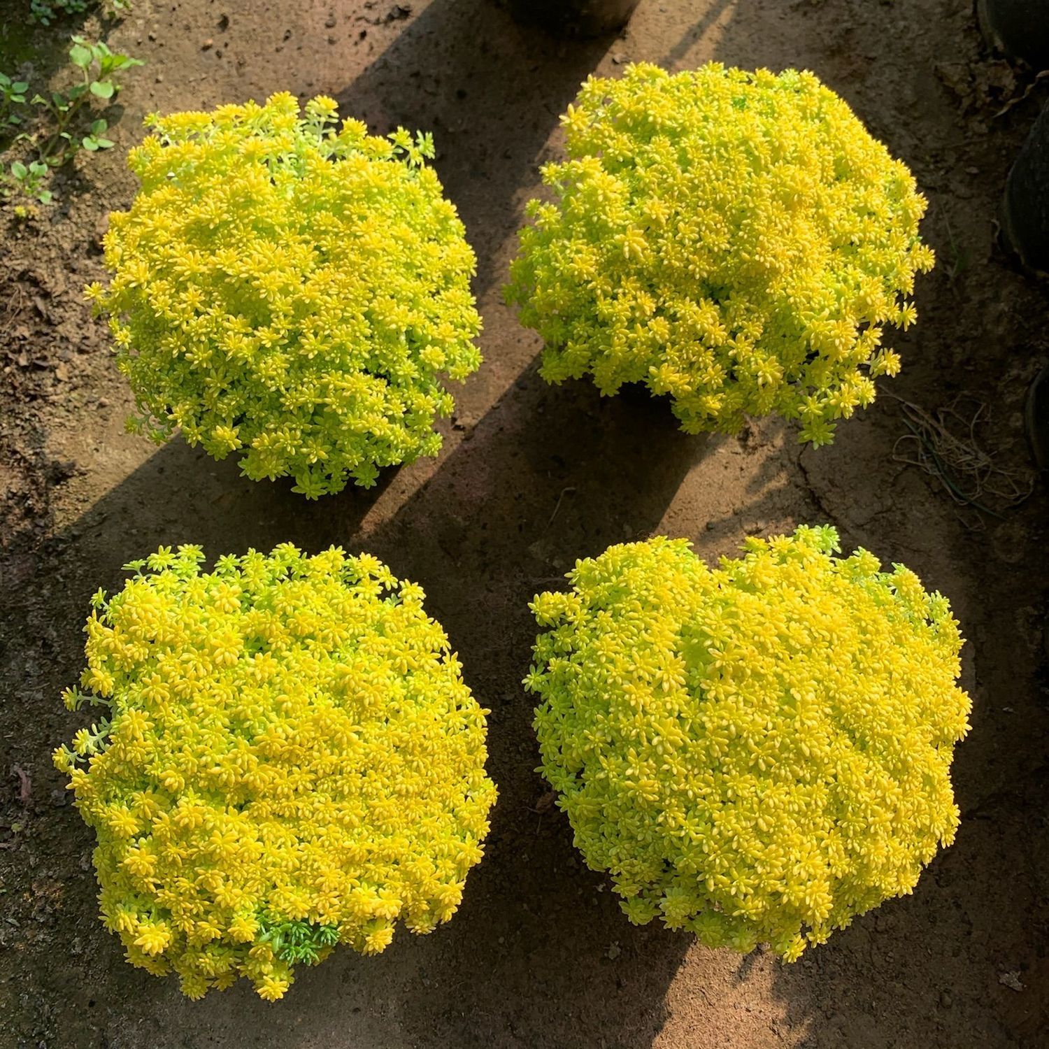 Golden perennial grass succulent plant platter combination wild desktop potted flowers flower seedlings greenhouse self-care potted grass