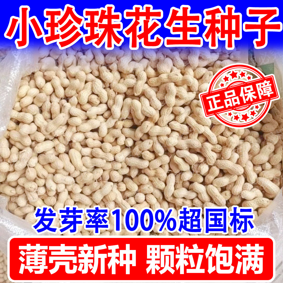 农科院研发的小珍珠花生种子到底有什么神奇之处？2026年的种植户怎能错过？
