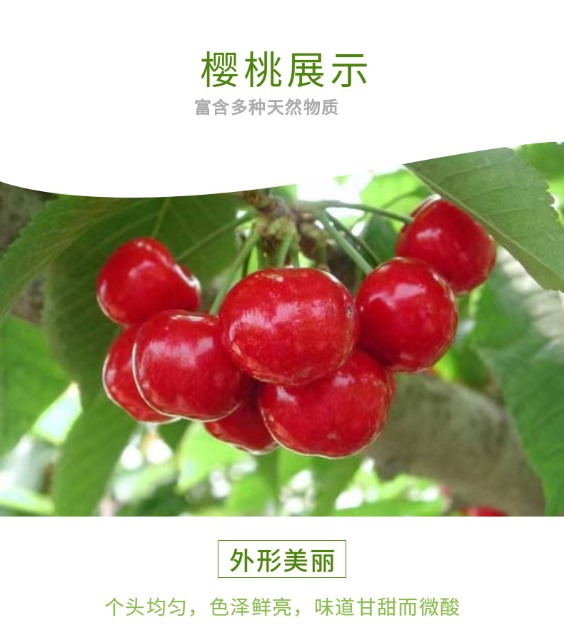 现货冷链速发 山东红灯已验货大樱桃3斤 图7