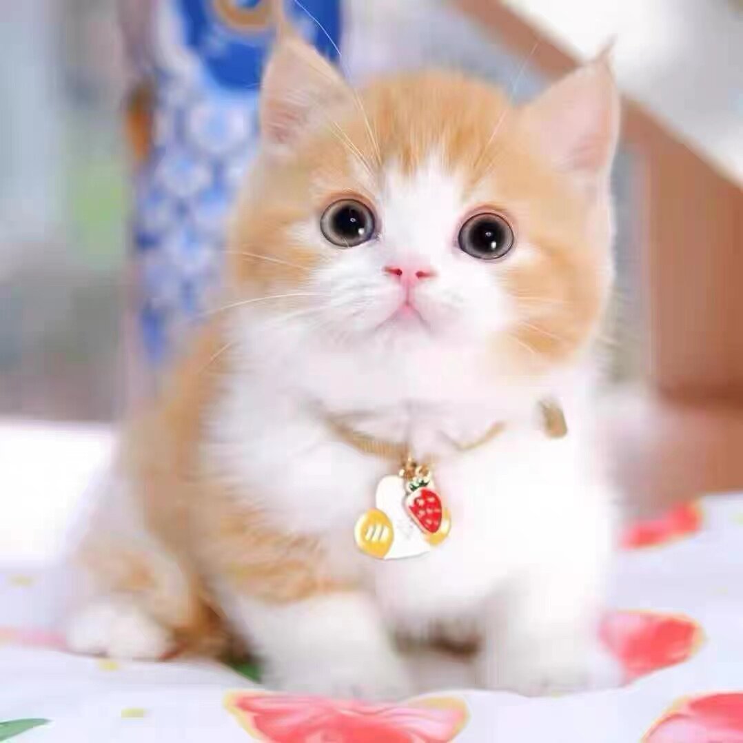橘猫幼崽到底有多可爱？中华田园猫狸花猫竟成“网红”宠儿？-猫咪-淘宝百科网