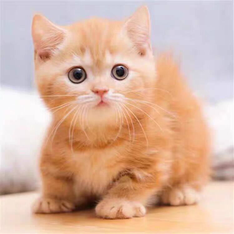 橘猫幼崽中华田园猫狸花猫活体黑白奶牛猫纯黑纯白三花捕鼠猫：萌化你的