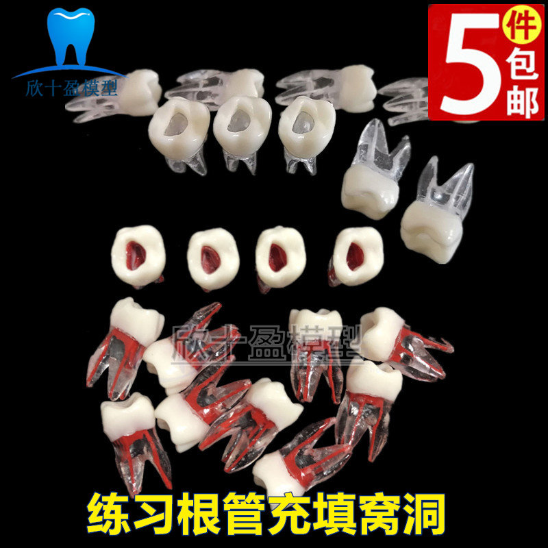 牙科教学练习根管充填窝洞牙粒模型 带牙根根管练习离体牙模型