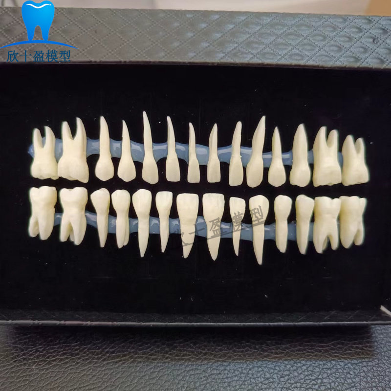 牙科 口腔科28颗单色恒牙 带牙根解剖形态牙齿 恒牙牙体模型