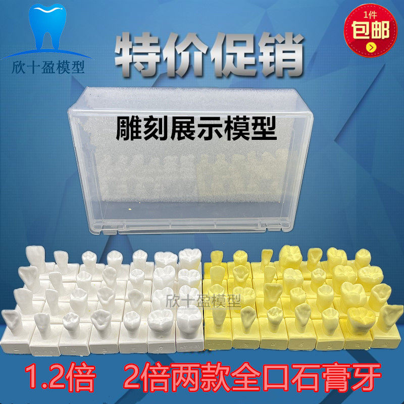 口腔学习练习雕牙参照模型 1.2/2/4倍牙齿比对石膏模型全口28颗